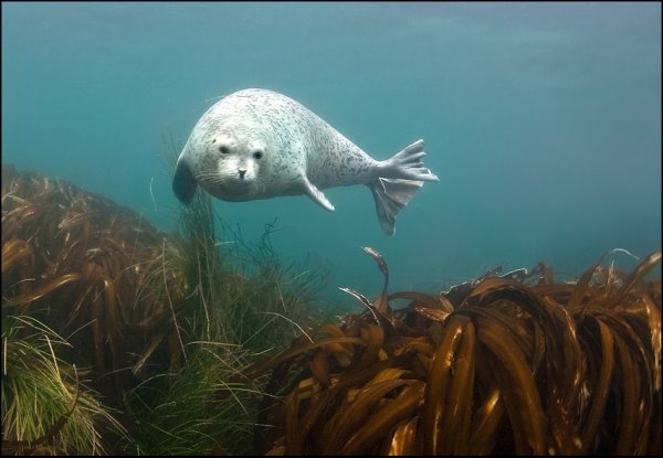 Байкальская Нерпа в воде