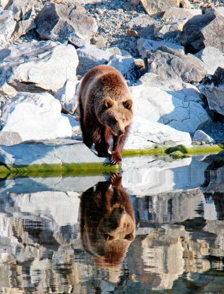 Байкало-Ленский заповедник медведь