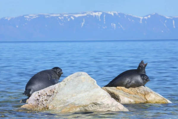 Озеро Байкал Нерпа Байкальская
