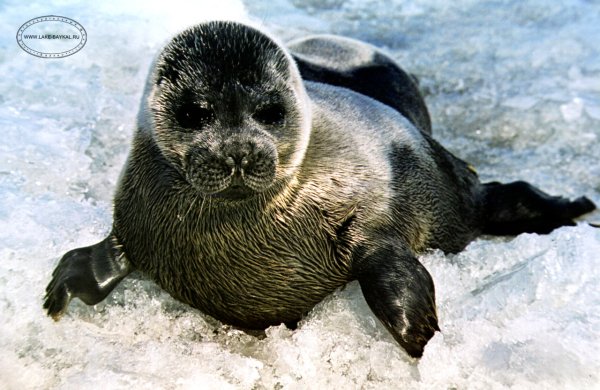 Байкал Нерпа