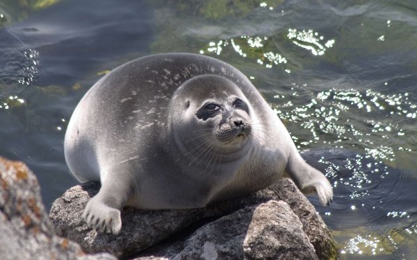 Животные Байкала Нерпа