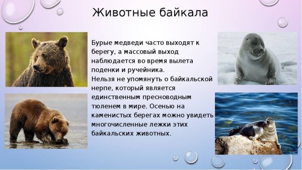 Животные Байкала презентация
