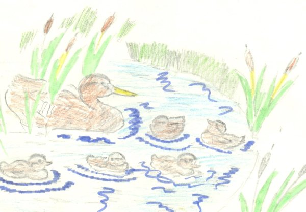 Иллюстрация к рассказу ребята и утята пришвин