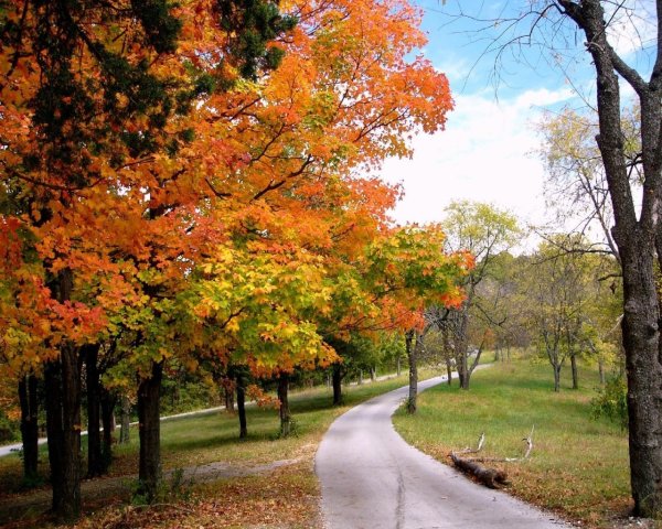 Осенний лес в парке