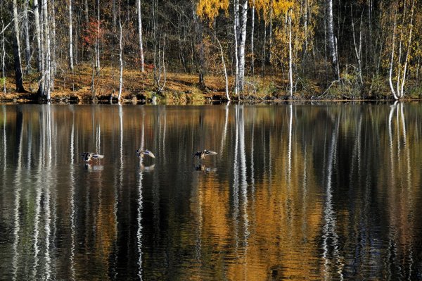 Осень отражение в воде