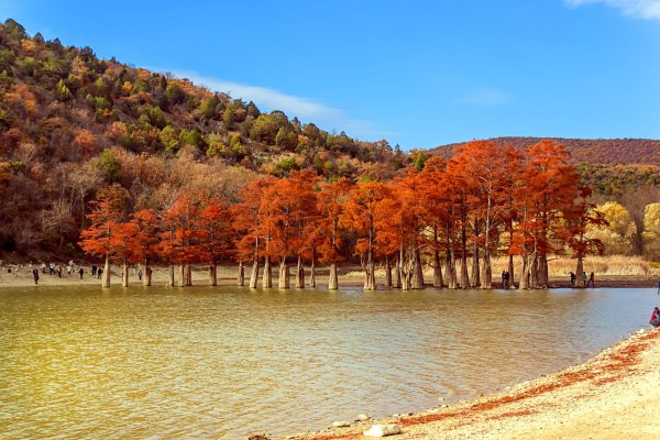 Болотные кипарисы в Сукко