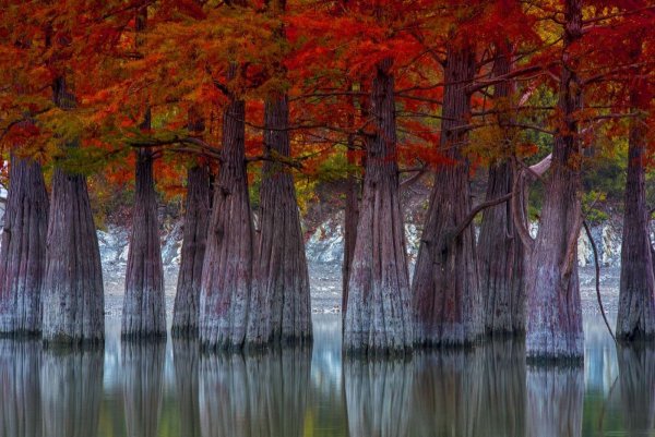 «Огненные» кипарисы озера Сукко