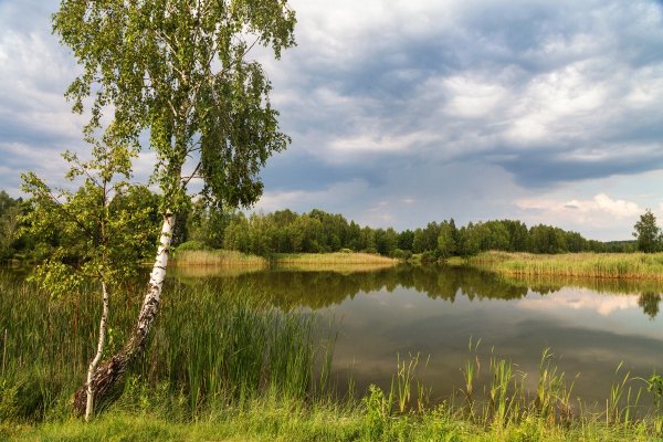Природа деревня речка Березки