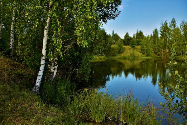 Пейзаж береза Березовая роща озеро