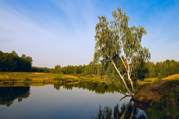 Российские просторы березы Есенин