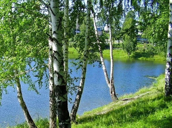 У реки Березка скромница