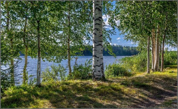 Берёзовая роща и река