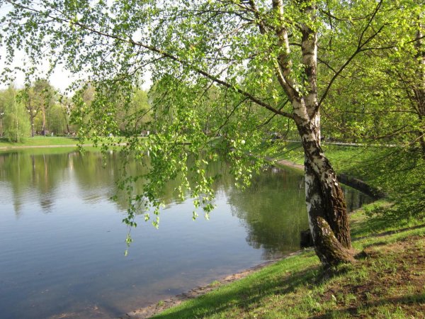 Березка белоствольная склонилась у пруда