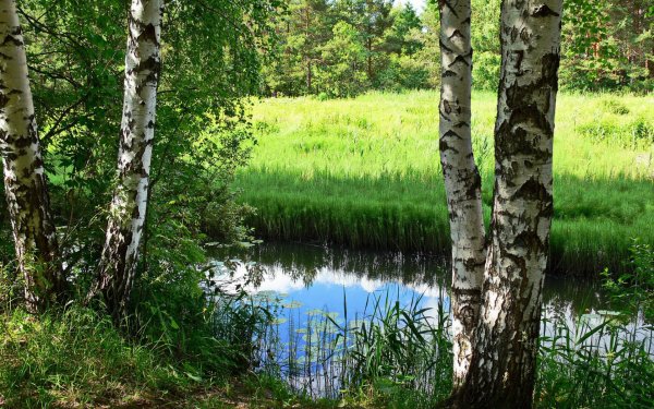 Березовая роща с озером