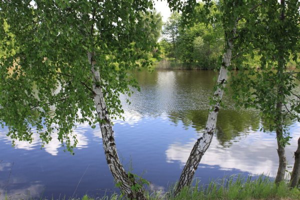 Березовая роща около реки Таруса