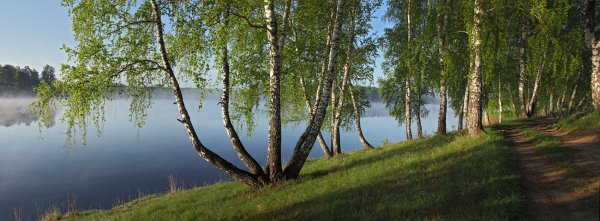 Березовая роща с озером