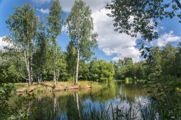 Пейзаж береза Березовая роща озеро