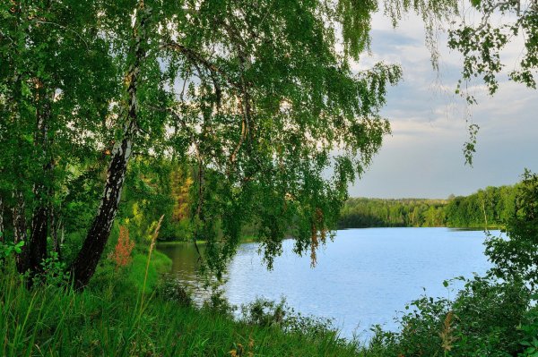 Березовая роща озеро Ивановская область