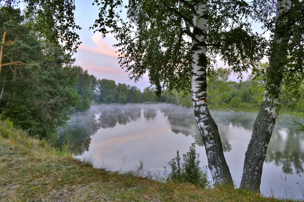 Березовая роща Иваново