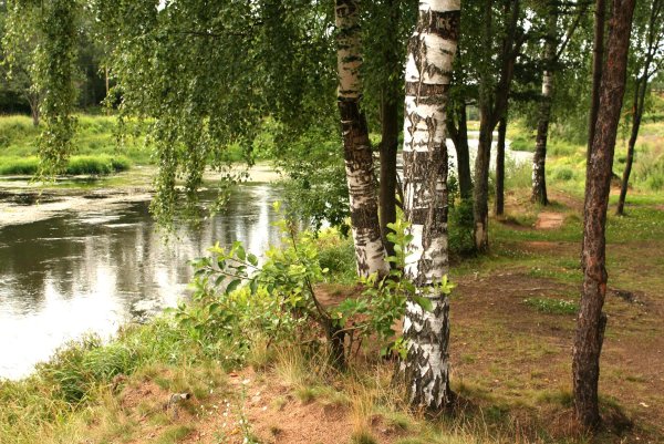 Березовая роща деревня река