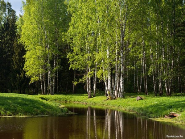 Березовая роща с озером