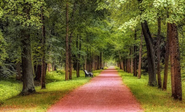 Парковые аллеи парк