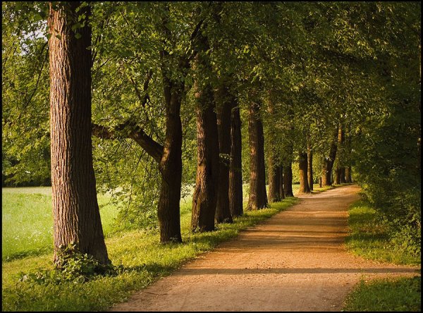 Парк "Липовая аллея" г. Электроугли