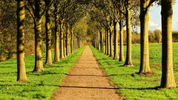 Парк деревья