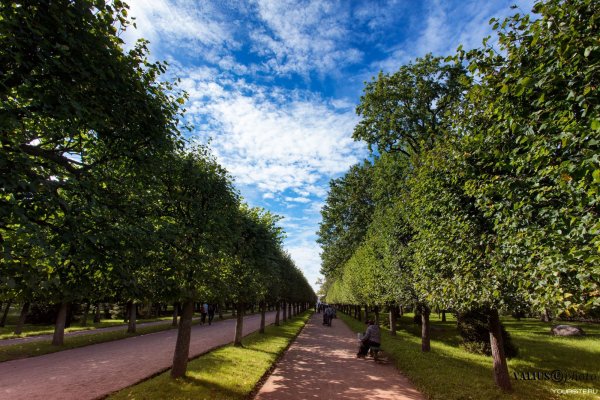 Петергоф длинная аллея парка осень