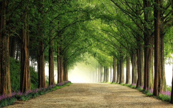 Красивая аллея