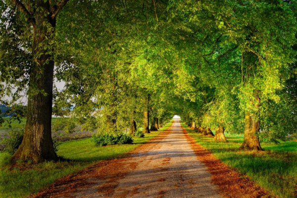 Природа аллея