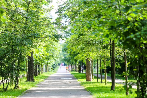 Липовая аллея 11