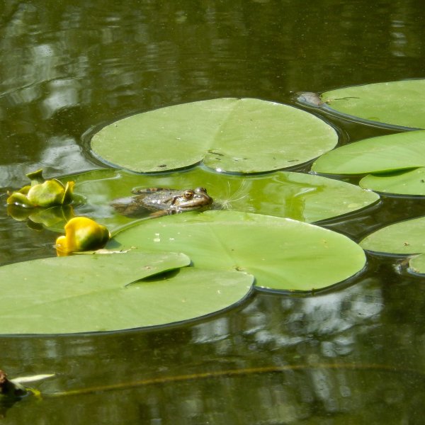 Лягушатник озеро Озёрный