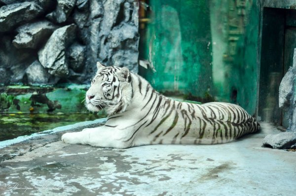 Солнечный остров Краснодар сафари парк