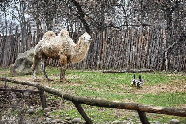 Краснодарский зоопарк сафари-парк