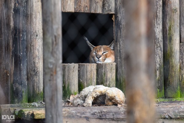 Сафари парк Краснодар животные