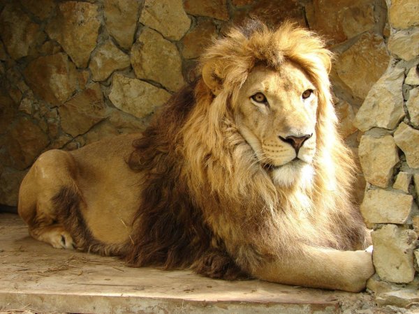 Солнечный остров Краснодар зоопарк