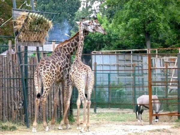 Солнечный остров Краснодар сафари парк