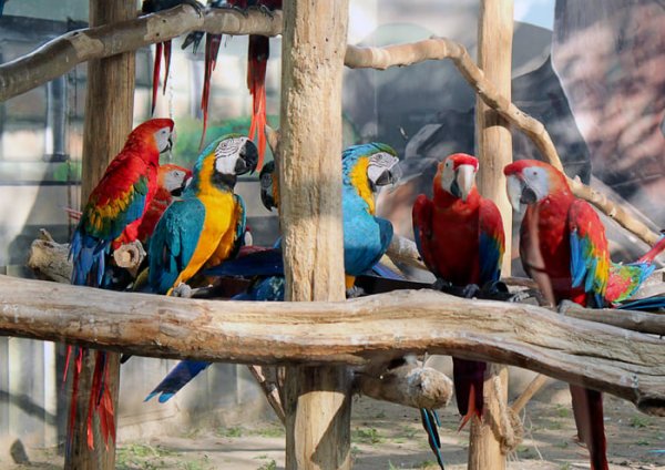 Зоопарк сафари парк Краснодар