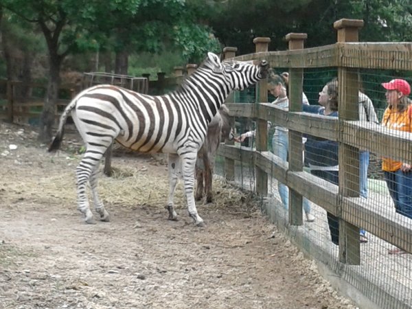 Сафари парк Краснодар