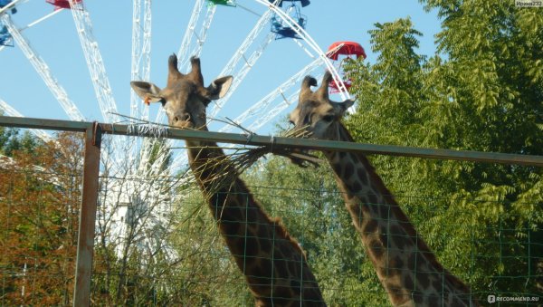 Зоопарк сафари парк Краснодар