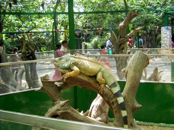 Солнечный остров Краснодар сафари парк