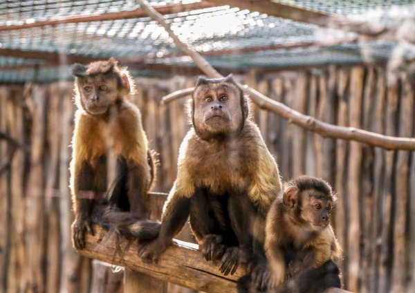 Сафари парк Краснодар