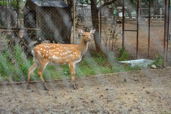 Сафари-парк Краснодар олени