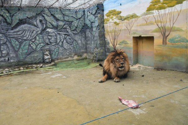 Сафари парк Краснодар