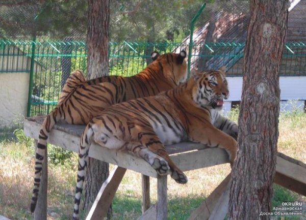 Сафари парк Краснодар официальный сайт
