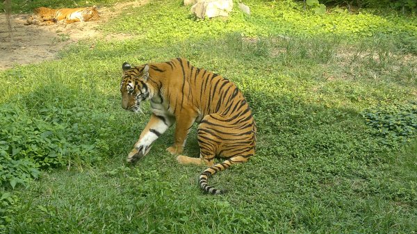 Сафари-парк «Леофу» Тайвань