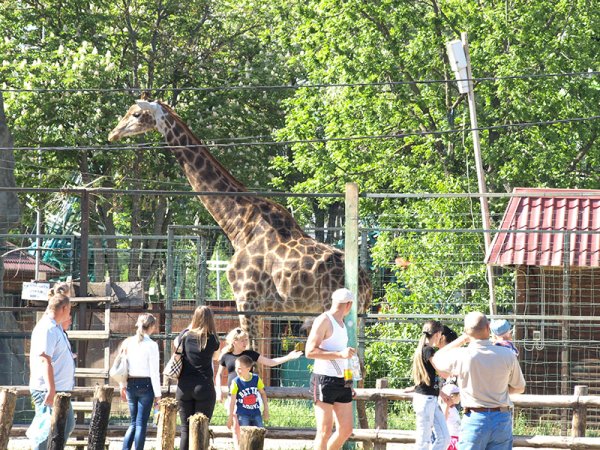 Сафари парк Краснодар официальный сайт