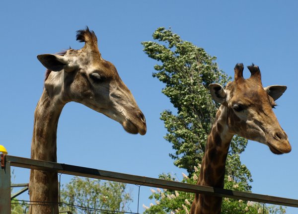 Сафари парк Краснодар