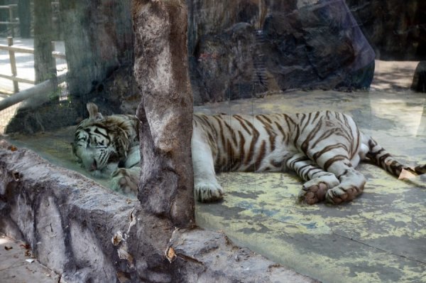 Зоопарк сафари парк Краснодар